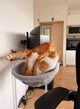 PawNear Desk Cat Nest